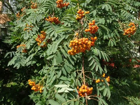 Orange rowan berries and openwork leaves on rowan branches, selective focus,  Stock Photos