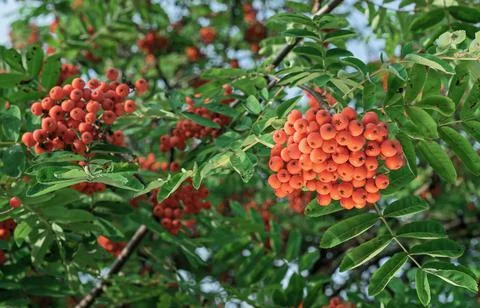 Orange rowan berries in the rays of the sunset. Foto stock