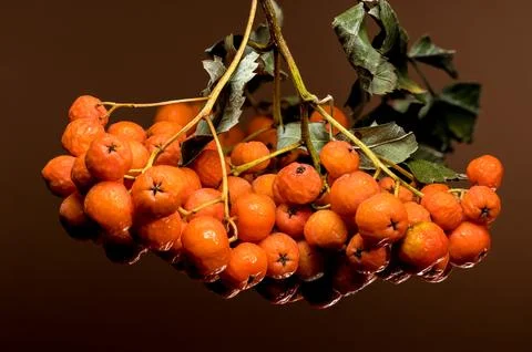 Orange Rowan berries on a solid-colored background Stock Photos
