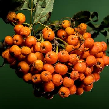 Orange Rowan berries on a solid-colored background Stock Photos