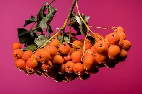 Orange Rowan berries on a solid-colored background Stock Photos