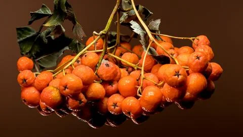 Orange Rowan berries on a solid-colored background Stock Photos