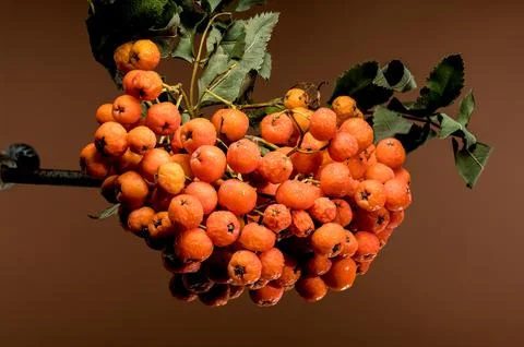 Orange Rowan berries on a solid-colored background Stock Photos