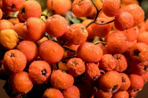 Orange Rowan berries on a solid-colored background Stock Photos