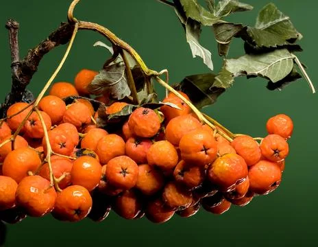 Orange Rowan berries on a solid-colored background Stock Photos