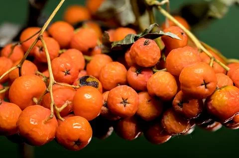 Orange Rowan berries on a solid-colored background Stock Photos