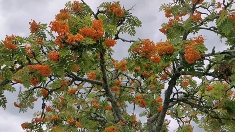 Orange rowan berries in tree, Sorbus aucuparia Stock Footage 159712558