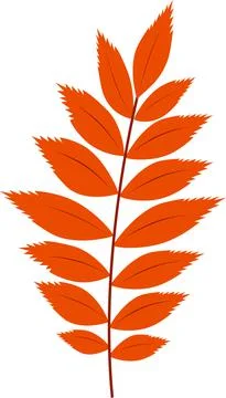 Orange rowan foliage Stock Illustration
