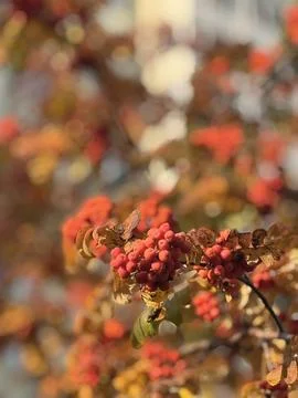 Orange rowan on a the trach. Stock Photos