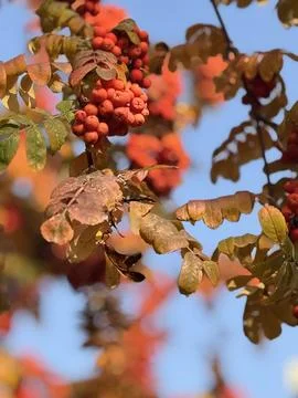 Orange rowan on a the trach. Stock Photos