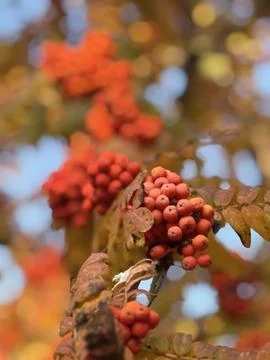 Orange rowan on a the trach. Stock Photos