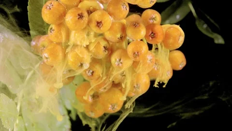 Orange rowanberry cluster wrapped by translucent yellow plume, with glossy fruit Stock Footage 339766859
