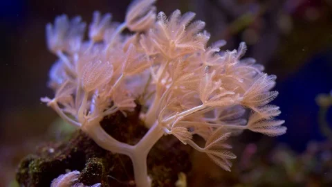 Orange sea anemone in current Vidéo 90789002