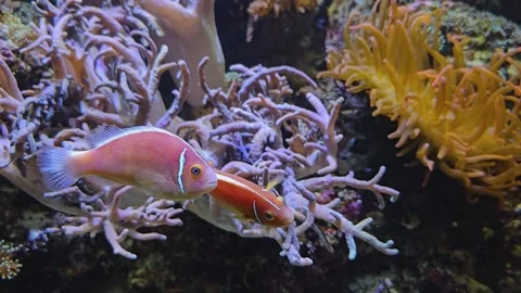 An orange sea Anemone with fish Stock Footage 269837862