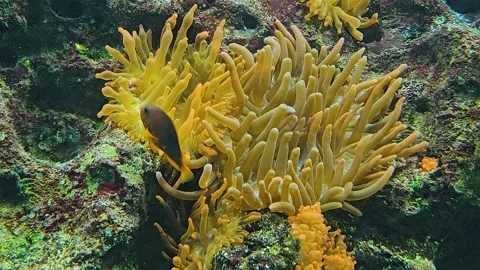 An orange sea Anemone Stock Footage 267455983