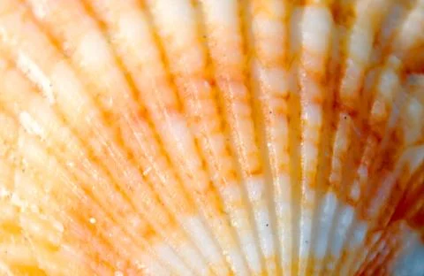 Orange sea shell close up Stock Photos