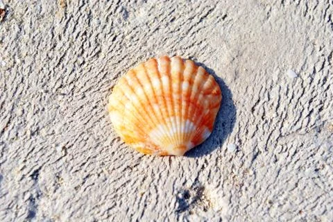Orange sea shell close up Stock Photos