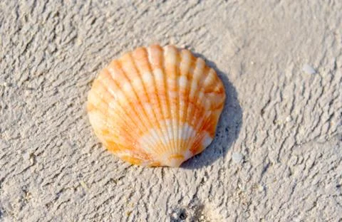 Orange sea shell close up Stock Photos