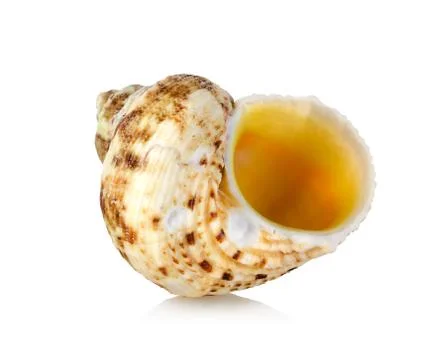 Orange sea shell isolated Stock Photos