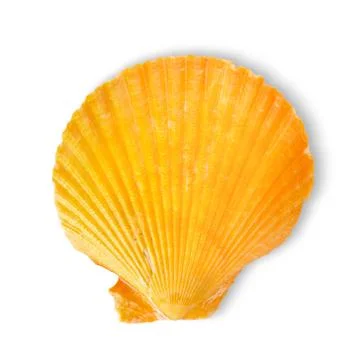 Orange sea shell Stock Photos