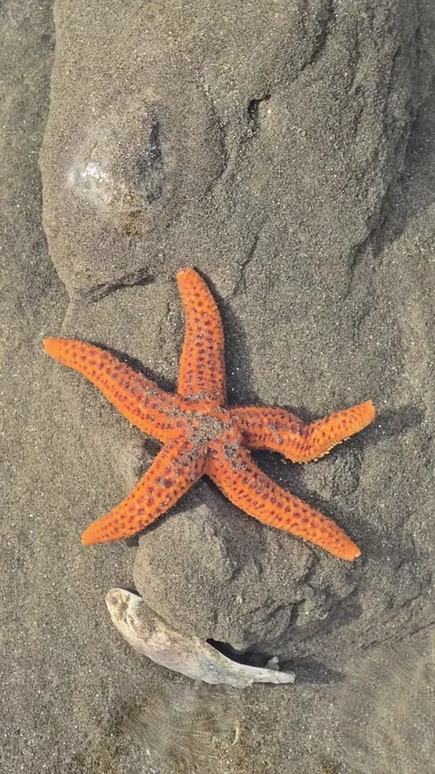 Orange sea star moving on a sandy beach clear water Stock Footage 329891757