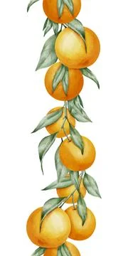 Orange seamless vertical Border. Hand drawn watercolor illustration of citrus Stock Illustration