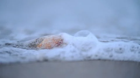 Orange seashell on sandy beach, waves crashing in the background, slow-motion Stock Footage 297901569