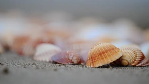 Orange seashells on the beach with waves crashing in the background, captured in Stock Footage 299654796