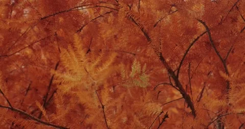 Orange sequoia leaves in autumn Stock Footage 165352415
