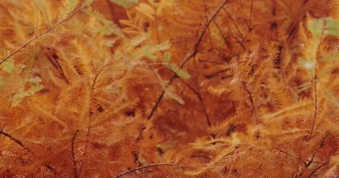 Orange sequoia leaves in autumn Stock Footage 165352425