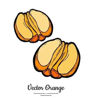 Orange set vector isolated. Half cut peeled oranges. Fruits collection hand d Stock Illustration