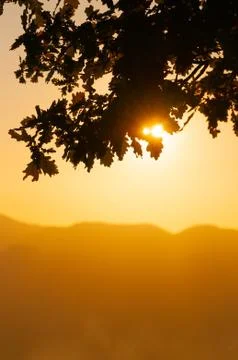Orange setting sun shining through oak branches Stock Photos