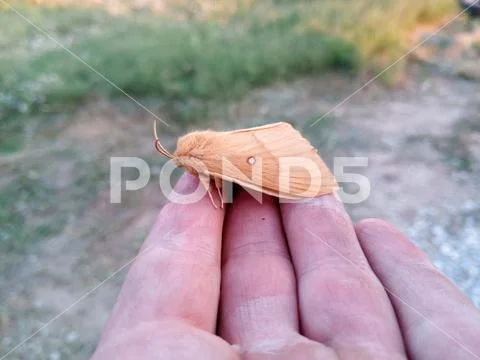 Orange shaggy large butterfly Stock Photos
