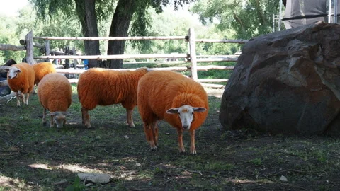 Orange sheep graze in a meadow. Stock Footage 162061357