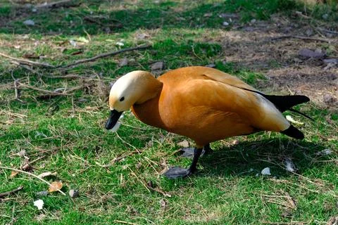 Orange shelduck walking on grass Stock Photos