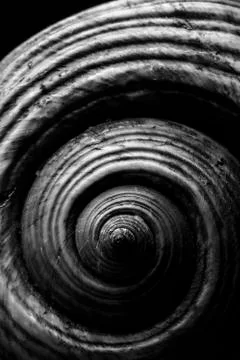 Orange Shell Close Up Stock Photos