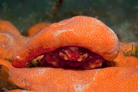 Orange shell Stock Photos