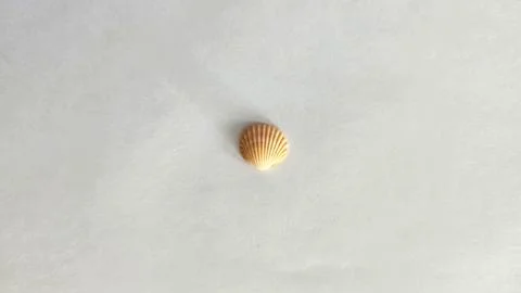 Orange Shell Stock Photos