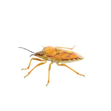 Orange shield bug on a white background Stock Photos