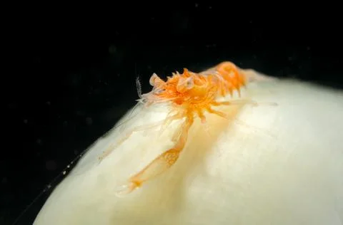 Orange Shrimp Stock Photos
