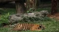 Orange Siberian Tiger Attack (Panthera Tigris Altaica) Amur, Ussuri Tiger HD Footage