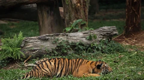 Orange Siberian Tiger Attack (Panthera Tigris Altaica) Amur, Ussuri Tiger Stock Footage