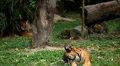 Orange Siberian Tiger (Panthera Tigris Altaica) Amur, Altaic, Ussuri Tiger HD Footage