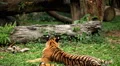 Orange Siberian Tiger (Panthera Tigris Altaica) Amur, Altaic, Ussuri Tiger HD Footage