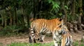 Orange Siberian Tiger (Panthera Tigris Altaica) Amur, Altaic, Ussuri Tiger HD Footage