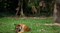 Orange Siberian Tiger (Panthera Tigris Altaica) Amur, Altaic, Ussuri Tiger HD Footage
