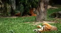 Orange Siberian Tiger (Panthera Tigris Altaica) Amur, Altaic, Ussuri Tiger HD Footage