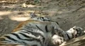 Orange Siberian Tiger (Panthera Tigris Altaica) Amur, Altaic, Ussuri Tiger HD Footage