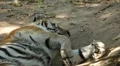 Orange Siberian Tiger (Panthera Tigris Altaica) Amur, Altaic, Ussuri Tiger HD Footage