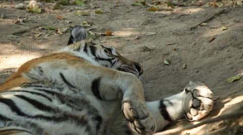 Orange Siberian Tiger (Panthera Tigris Altaica) Amur, Altaic, Ussuri Tiger Stock Footage